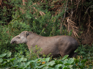 Pantanal3_Anta