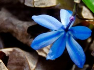 blue-flower