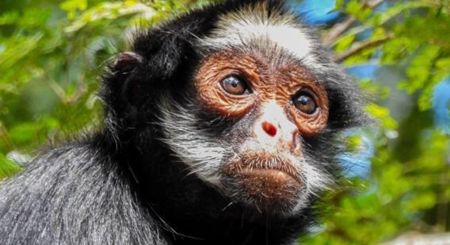 Desmatamento e queimadas em Mato Grosso aumentam riscos de extin&ccedil;&atilde;o para esp&eacute;cies de macacos