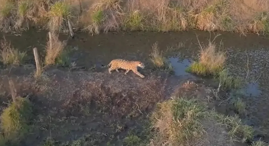 On&ccedil;a-pintada &eacute; flagrada em seu habitat no Pantanal de MS: 'Parecia miragem'; veja v&iacute;deo