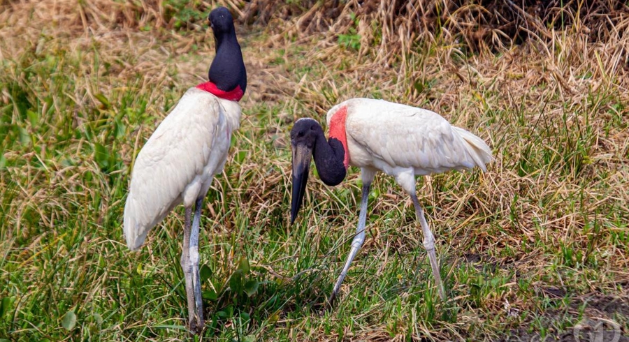 MP entra com a&ccedil;&atilde;o para derrubar lei que 'flexibiliza' o uso do Pantanal