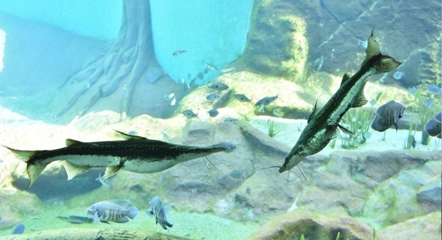 Bioparque Pantanal alerta para a import&acirc;ncia da Piracema